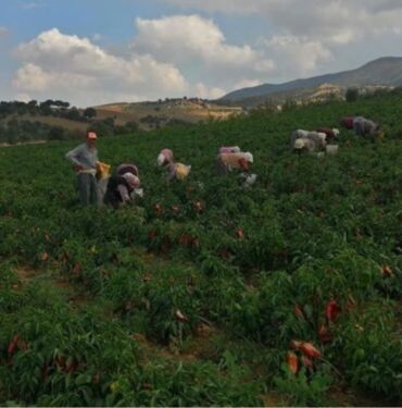 Erzincanlı çiftçilerin yeni favorisi 800 bin adet dikildi