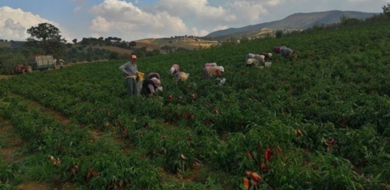 Erzincanlı çiftçilerin yeni favorisi 800 bin adet dikildi