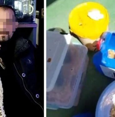 Evinde 2 kraliyet pitonu ele geçirildi