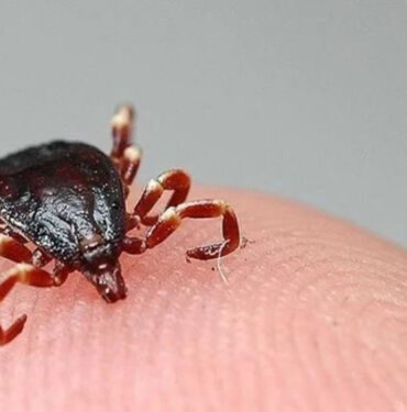Giresun'da 5 ayda 7 KKKA tanısı görüldü! 1 kişi öldü