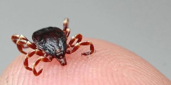 Giresun’da 5 ayda 7 KKKA tanısı görüldü! 1 kişi öldü