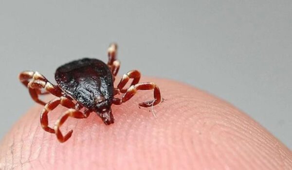 Giresun'da 5 ayda 7 KKKA tanısı görüldü! 1 kişi öldü