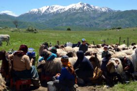 Göçerler, küçükbaş hayvanlardan süt sağımına başladı