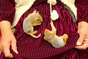 Hakkarili aile tarlada buldukları 2 sincap yavrusunun bakımını üstlendi