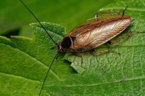 Hamam böcekleri dünyaya nasıl yayıldı Uzmanlar anlatıyor...