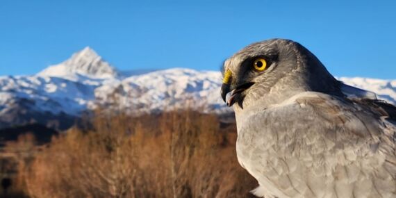 Iğdır’da halkalanan kuşların göç yolculuğu anbean kayıt altına alınıyor