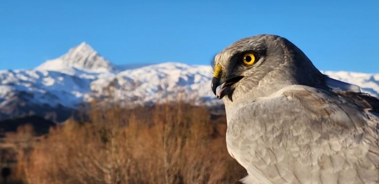 Iğdır’da halkalanan kuşların göç yolculuğu anbean kayıt altına alınıyor