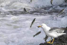 İnci kefallerinin tatlı sulara göçü devam ediyor