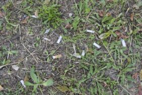 İstanbul kıyılarındaki izmarit kirliliği mikroplastik yükünü artırıyor