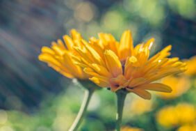 Karahindibanın faydaları nelerdir Karahindiba ne işe yarar Neye iyi gelir