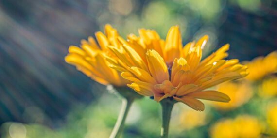 Karahindibanın faydaları nelerdir? Karahindiba ne işe yarar? Neye iyi gelir?