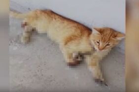 Kayseri'de 3 ayağı kesilmiş halde bulunan kedi öldü