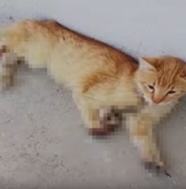 Kayseri'de 3 ayağı kesilmiş halde bulunan kedi öldü