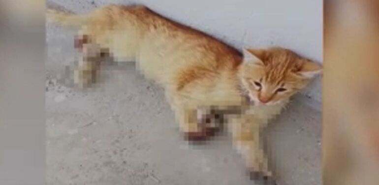 Kayseri'de 3 ayağı kesilmiş halde bulunan kedi öldü