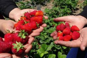 Kentin ilk hasadı kadınlar tarafından yapıldı