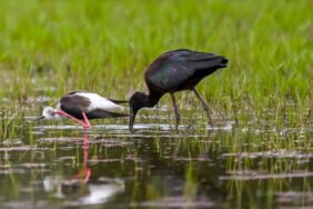 Kızılırmak Deltası nesli tehlike altındaki kuş türlerine ev sahipliği yapıyor