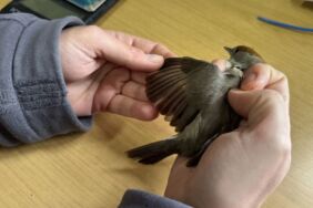 Kızılırmak Deltası'nda 22 yılda 200 binin üzerinde kuş halkalandı