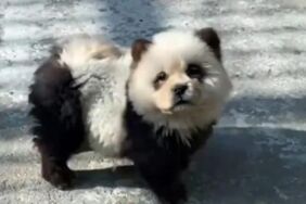 Köpekleri boyayıp panda diye yutturdular...