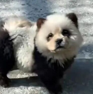 Köpekleri boyayıp panda diye yutturdular...
