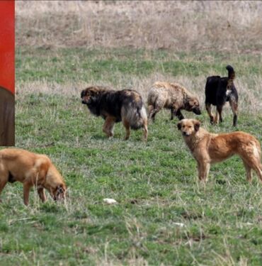Köpeklerin saldırısına uğrayan 72 yaşındaki kadın öldü