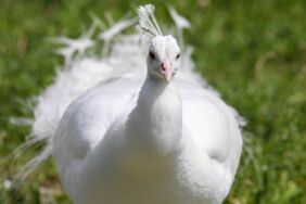 Koruma altındaki tavus kuşları hakkında yeni karar