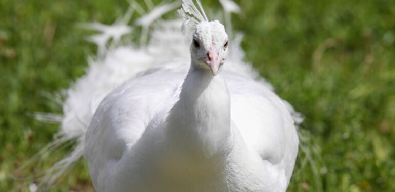 Koruma altındaki tavus kuşları hakkında yeni karar