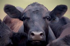 Kurban Bayramı öncesi 27 bin ithal angus geldi