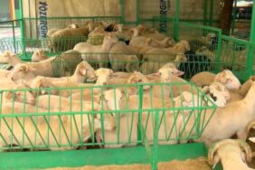 Kurban Bayramı yaklaşıyor... Kurbanlık fiyatları ne durumda