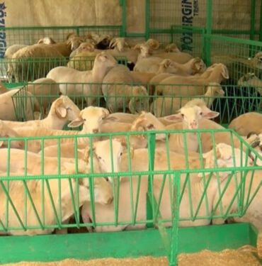 Kurban Bayramı yaklaşıyor... Kurbanlık fiyatları ne durumda
