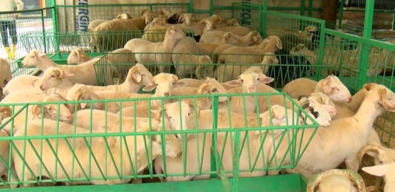 Kurban Bayramı yaklaşıyor... Kurbanlık fiyatları ne durumda
