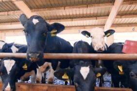 Kurbanlık bilgileri, 'Tarım Cebimde' uygulaması ile sorgulanabilecek