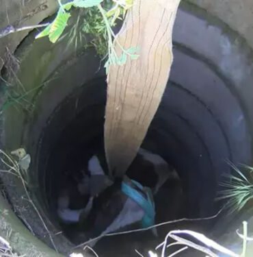Kurbanlık dana açık bırakılan yağmur suyu drenaj kuyusuna düştü