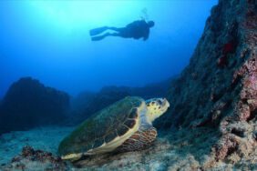 Muğla'nın gizemli cenneti keşfedildi! İşte Dalyan Kanalı'nın sualtı zenginlikleri