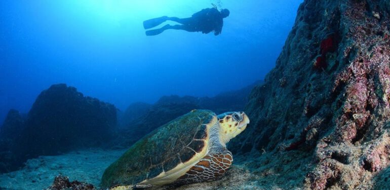 Muğla'nın gizemli cenneti keşfedildi! İşte Dalyan Kanalı'nın sualtı zenginlikleri