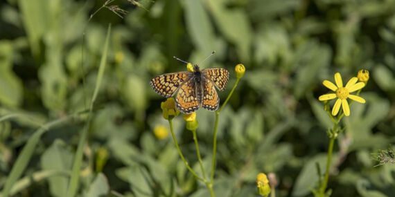 Munzur Vadisi Milli Parkı kelebeklerle renklendi
