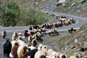 Muşlu besicilerin yaylalara yolculuğu başladı