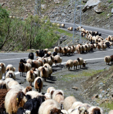 Muşlu besicilerin yaylalara yolculuğu başladı