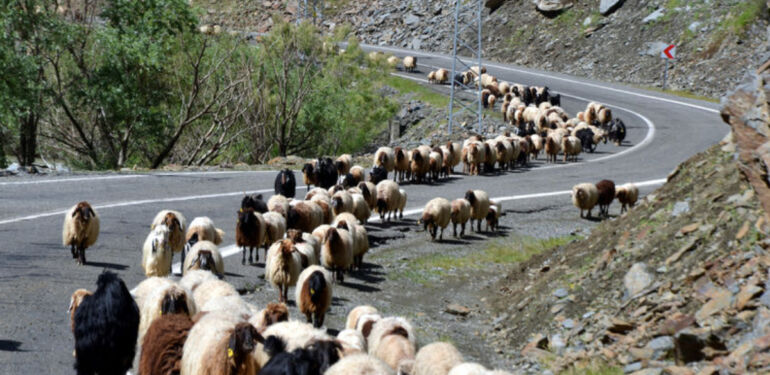Muşlu besicilerin yaylalara yolculuğu başladı