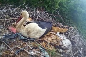 Naip Mahallesi'nin maskotu Gelendost leyleği 20 yıldır mahalleyi renklendiriyor