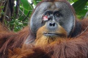 Ormanın tıbbi dehası Orangutan, yarasını bitkiyle tedavi etti!