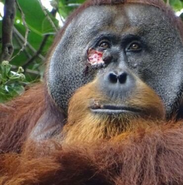Ormanın tıbbi dehası Orangutan, yarasını bitkiyle tedavi etti!