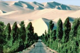 Sahra çölüne dev proje 36 milyar dolarlık 'Yeşil Duvar'!