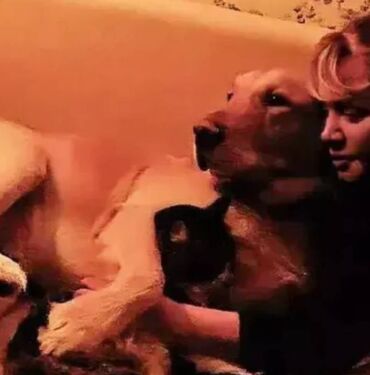 Sezen Aksu'dan köpeklerin yaşam hakkına yönelik yasa tasarısına tepki 'Neden'