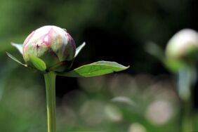 Sivas’ta 'Hollanda güzeli' hasadı