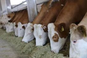 Tarım ve Orman Bakanlığından ithal edilen hayvanlara yönelik kayıt ve küpeleme düzenlemesi