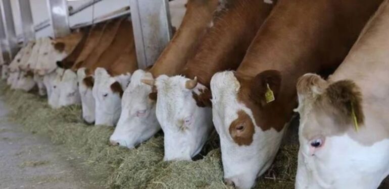 Tarım ve Orman Bakanlığından ithal edilen hayvanlara yönelik kayıt ve küpeleme düzenlemesi