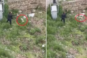 Trabzon'da vahşet Tekmelediği kediyi ezerek öldürüp, fırlattı!