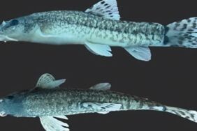 Türk bilim insanları yeni bir çöpçü balık türünü dünya literatürüne kazandırdı