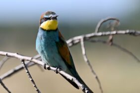 Türkiye-Yunanistan sınırının renkli konukları Arı kuşları yavrularını büyütüyor