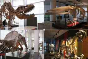 Türkiye'de bir ilk! Milyonlarca yıllık fosillerin sergilendiği Biyoçeşitlilik Bilim Müzesi açılışa hazırlanıyor